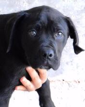 ODISSEO, Hund, Cane Corso-Mix in Italien - Bild 12