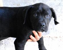 ODISSEO, Hund, Cane Corso-Mix in Italien - Bild 2