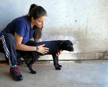 ODISSEO, Hund, Cane Corso-Mix in Italien - Bild 3