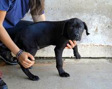 ODISSEO, Hund, Cane Corso-Mix in Italien - Bild 4