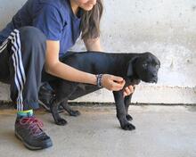 ODISSEO, Hund, Cane Corso-Mix in Italien - Bild 5