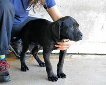 ODISSEO, Hund, Cane Corso-Mix in Italien - Bild 6