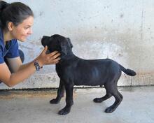 ODISSEO, Hund, Cane Corso-Mix in Italien - Bild 7