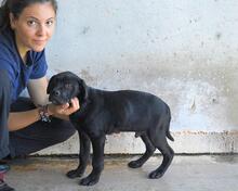 ODISSEO, Hund, Cane Corso-Mix in Italien - Bild 8