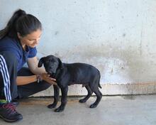 ODISSEO, Hund, Cane Corso-Mix in Italien - Bild 9
