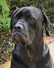 ODISSEO, Hund, Cane Corso-Mix in Bad Dürkheim