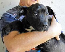 OBELIUS, Hund, Cane Corso-Mix in Italien - Bild 1
