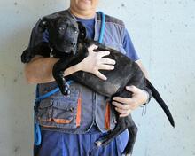 OBELIUS, Hund, Cane Corso-Mix in Italien - Bild 10
