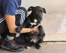 OBELIUS, Hund, Cane Corso-Mix in Italien - Bild 11