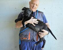 OBELIUS, Hund, Cane Corso-Mix in Italien - Bild 2