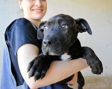 OBELIUS, Hund, Cane Corso-Mix in Italien - Bild 3