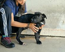 OBELIUS, Hund, Cane Corso-Mix in Italien - Bild 4
