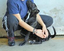 OBELIUS, Hund, Cane Corso-Mix in Italien - Bild 5