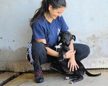 OBELIUS, Hund, Cane Corso-Mix in Italien - Bild 6
