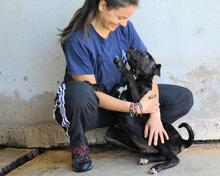 OBELIUS, Hund, Cane Corso-Mix in Italien - Bild 7