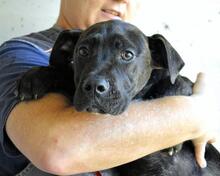 OBELIUS, Hund, Cane Corso-Mix in Italien - Bild 8