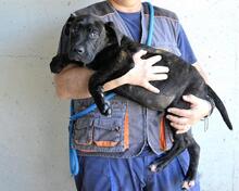OBELIUS, Hund, Cane Corso-Mix in Italien - Bild 9