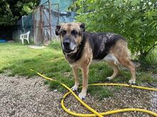 LAILA, Hund, Deutscher Schäferhund-Mix in Italien - Bild 1
