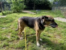 LAILA, Hund, Deutscher Schäferhund-Mix in Italien - Bild 2