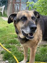 LAILA, Hund, Deutscher Schäferhund-Mix in Italien - Bild 3
