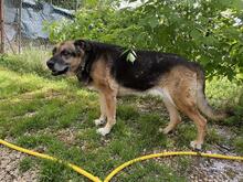 LAILA, Hund, Deutscher Schäferhund-Mix in Italien - Bild 4
