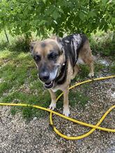 LAILA, Hund, Deutscher Schäferhund-Mix in Italien - Bild 5