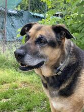 LAILA, Hund, Deutscher Schäferhund-Mix in Italien - Bild 6
