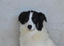 GHAZALA, Hund, Mischlingshund in Italien - Bild 1