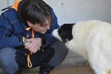 GHAZALA, Hund, Mischlingshund in Italien - Bild 10