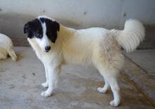 GHAZALA, Hund, Mischlingshund in Italien - Bild 11