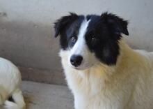 GHAZALA, Hund, Mischlingshund in Italien - Bild 12
