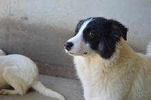 GHAZALA, Hund, Mischlingshund in Italien - Bild 13