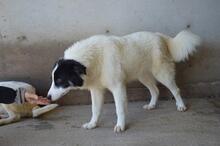 GHAZALA, Hund, Mischlingshund in Italien - Bild 14