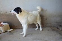 GHAZALA, Hund, Mischlingshund in Italien - Bild 15