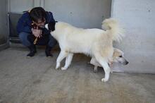 GHAZALA, Hund, Mischlingshund in Italien - Bild 17