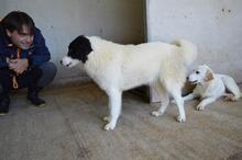 GHAZALA, Hund, Mischlingshund in Italien - Bild 2