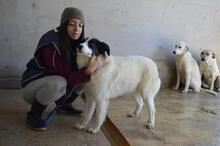GHAZALA, Hund, Mischlingshund in Italien - Bild 4