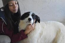 GHAZALA, Hund, Mischlingshund in Italien - Bild 5