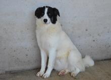 GHAZALA, Hund, Mischlingshund in Italien - Bild 7