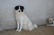 GHAZALA, Hund, Mischlingshund in Italien - Bild 8