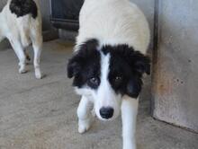 GHAZALA, Hund, Mischlingshund in Italien - Bild 9