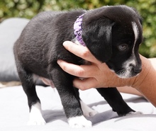 CAIRO, Hund, Mischlingshund in Zypern - Bild 2