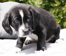 CAIRO, Hund, Mischlingshund in Zypern - Bild 4