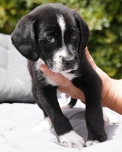 CAIRO, Hund, Mischlingshund in Zypern - Bild 6