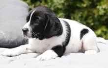 CALLEN, Hund, Mischlingshund in Zypern - Bild 2