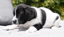 CALLEN, Hund, Mischlingshund in Zypern - Bild 4