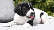 CALLEN, Hund, Mischlingshund in Zypern - Bild 6