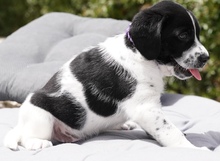 CALLEN, Hund, Mischlingshund in Zypern - Bild 7