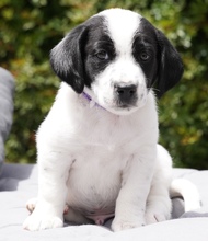 CYPRESS, Hund, Mischlingshund in Zypern - Bild 5