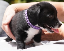 CLEA, Hund, Mischlingshund in Zypern - Bild 3